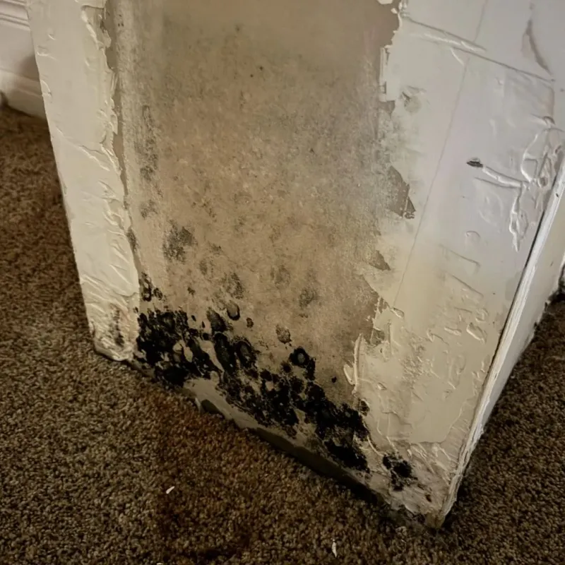 Professional Mold Removal in Bartlett, TN